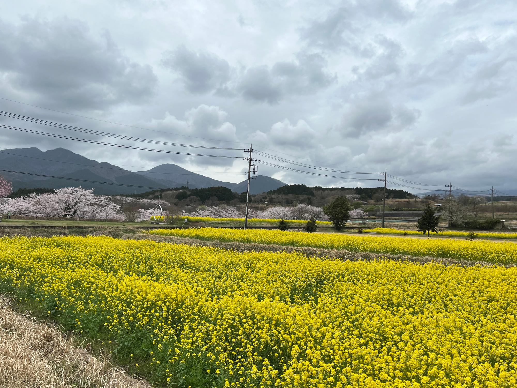 20240408nanohana01