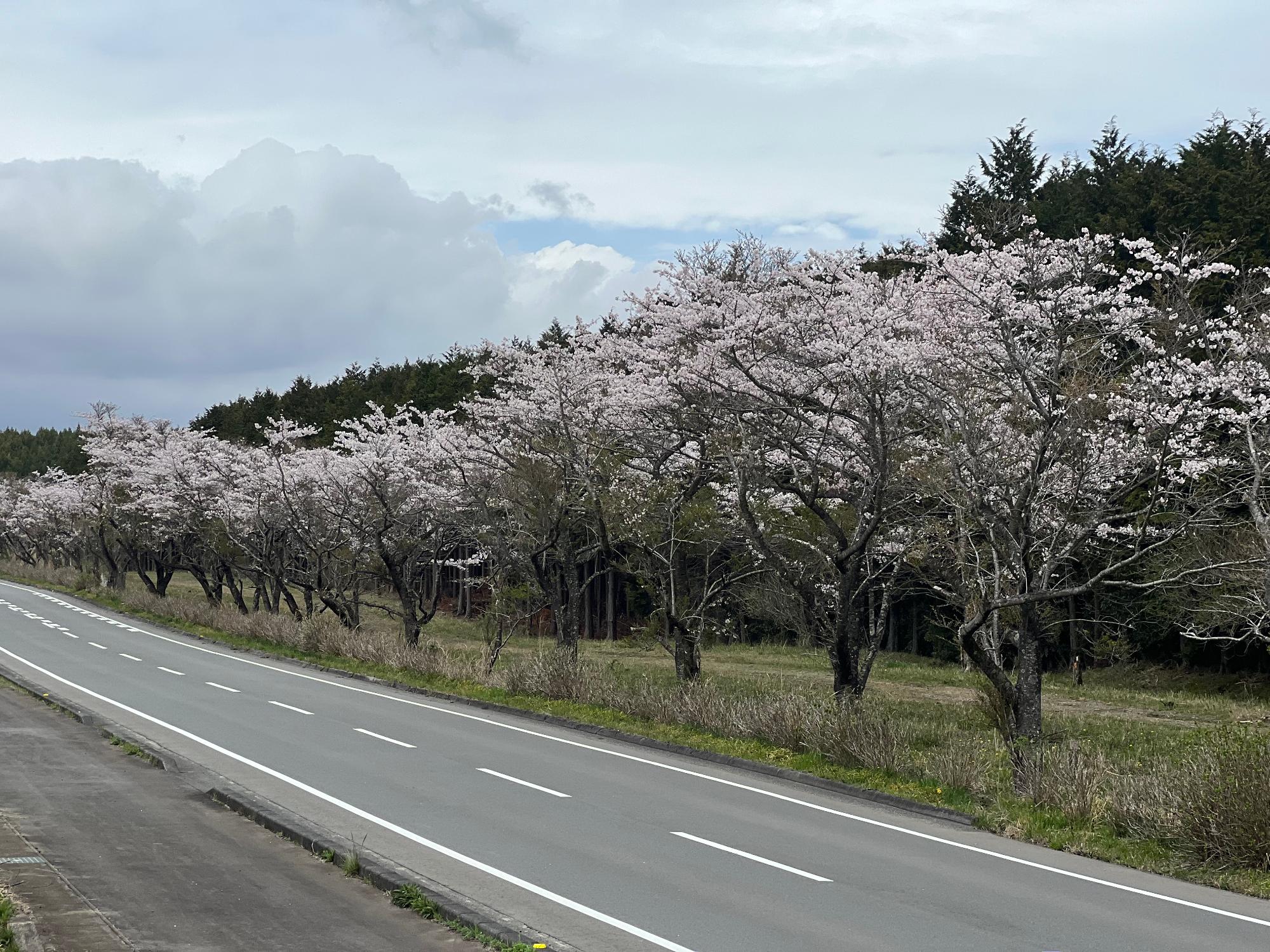 20240408nanohana02