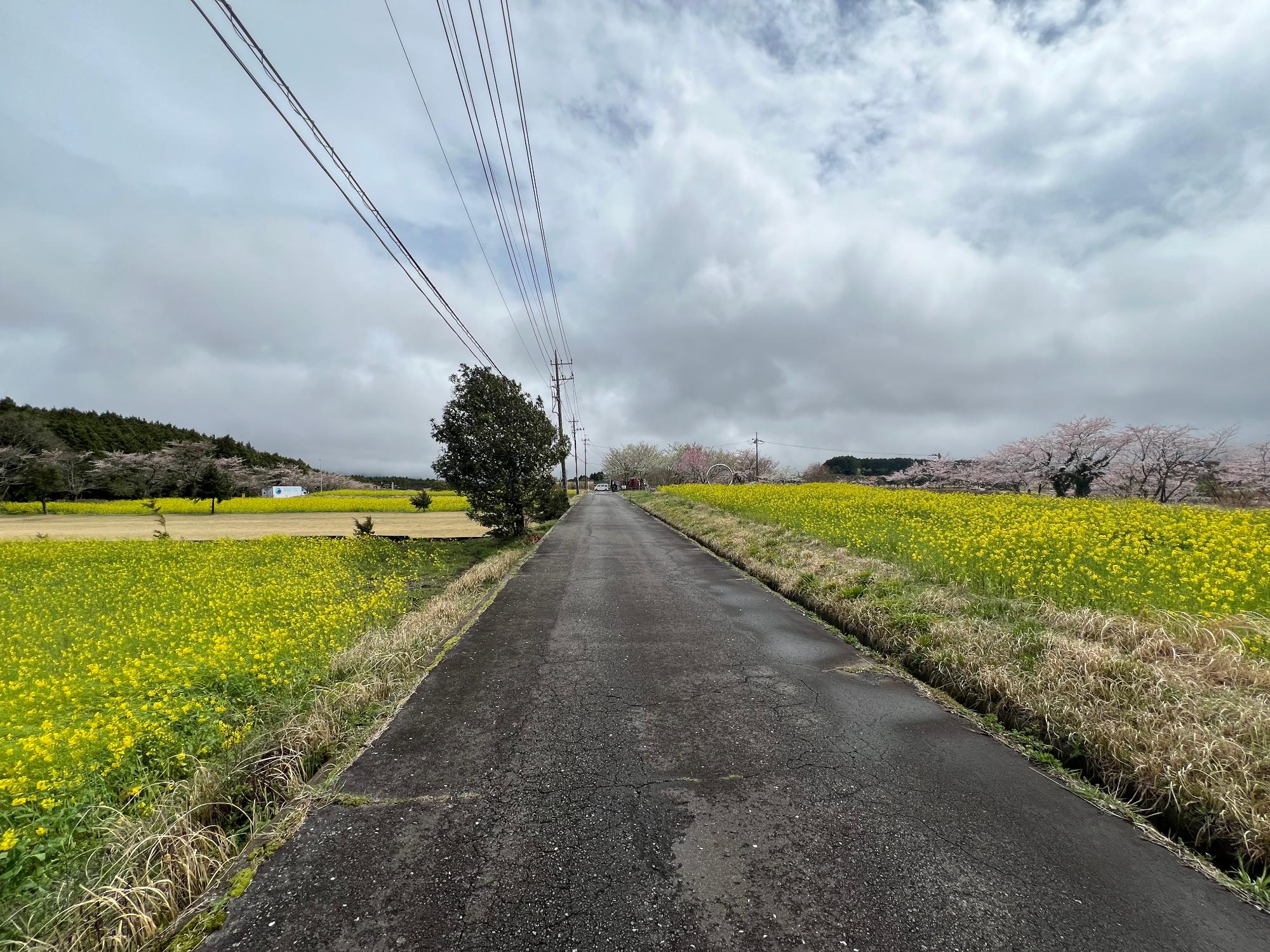 20240409nanohana03