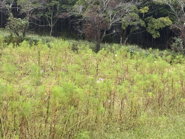 2026開花状況01