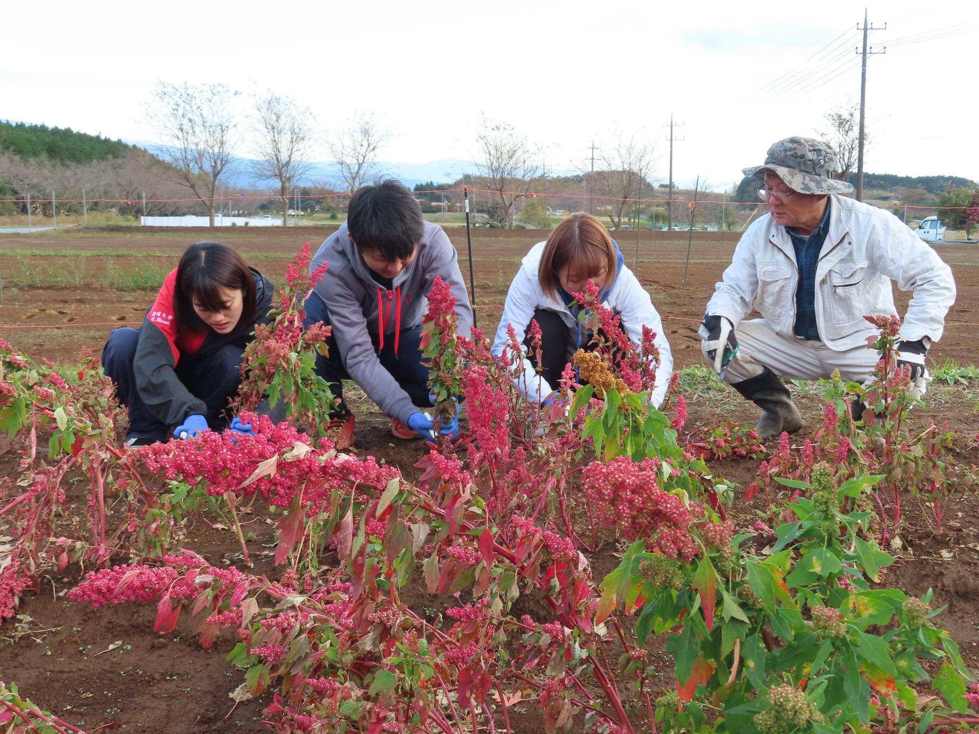 刈取り作業を行う静岡大学学生と農事組合員