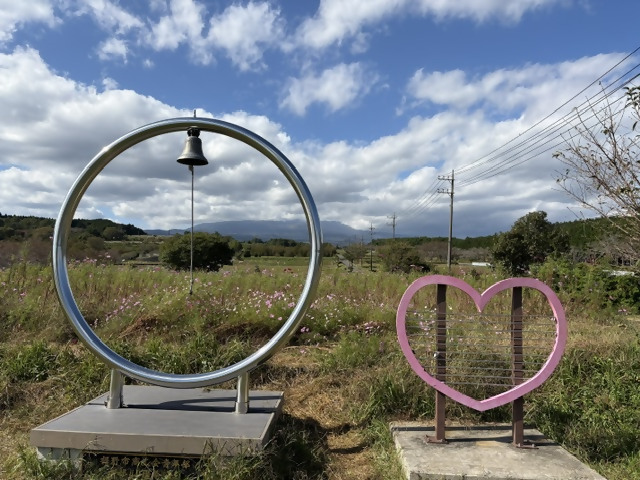 コスモス開花状況1015-1