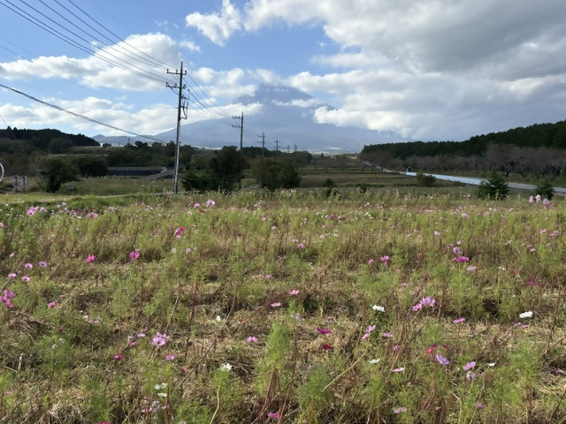 コスモス開花状況1015-2