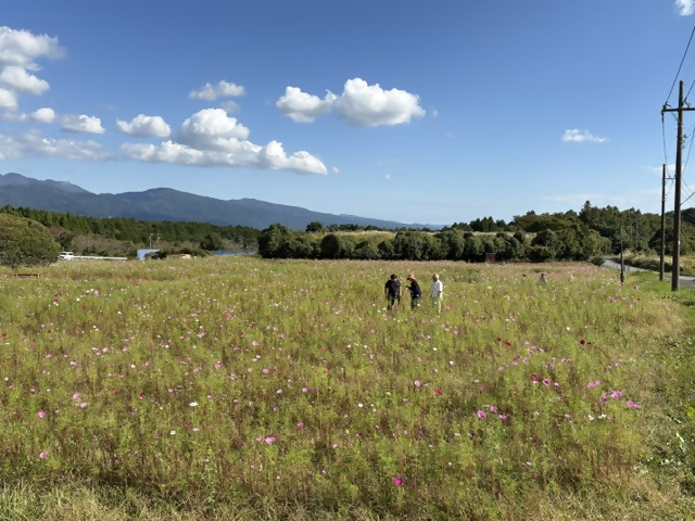 コスモス開花状況1015-3