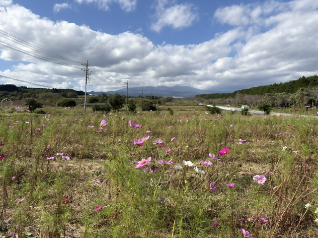 コスモス開花状況1015-4