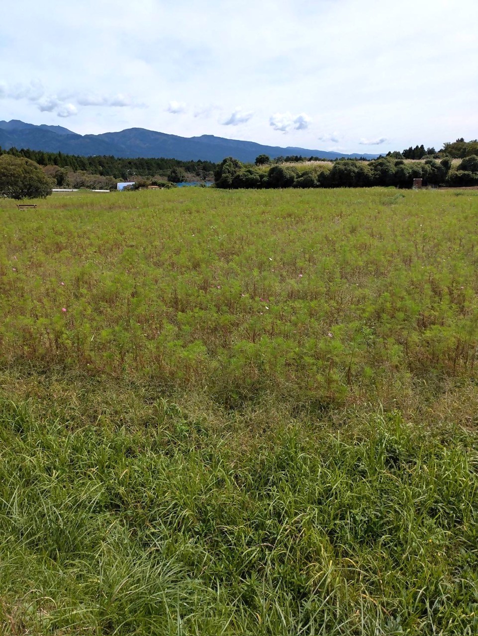 パノラマ開花状況令和8年10月6日2