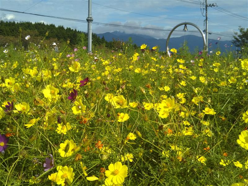 レモンブライトの花