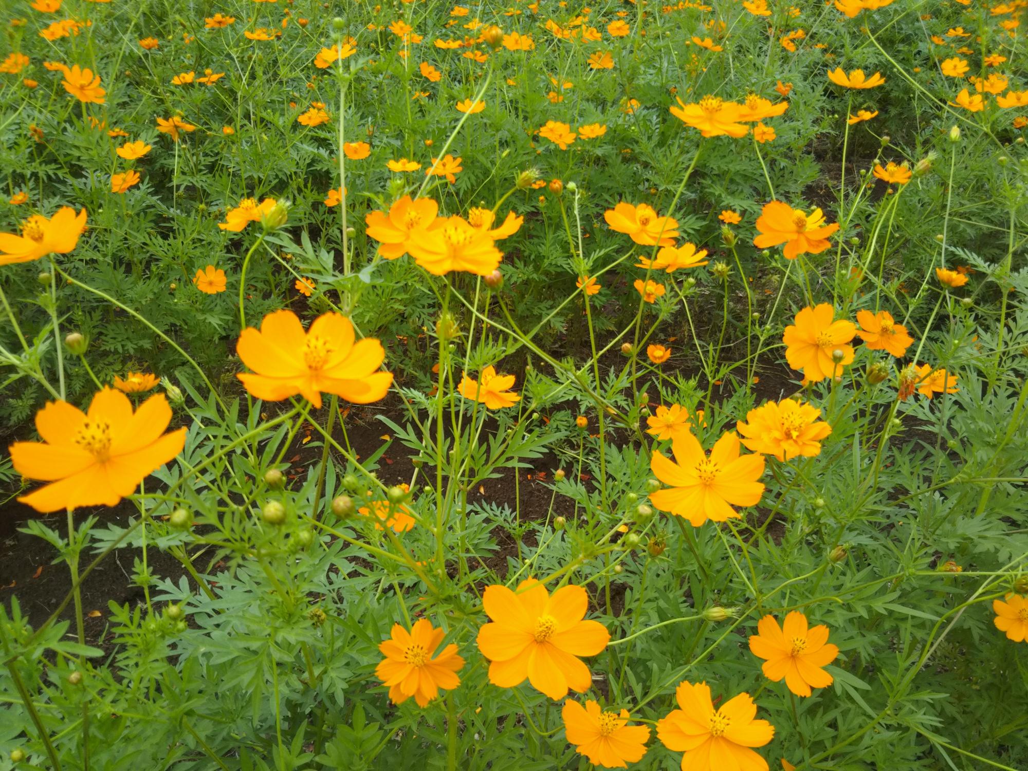 開花した黄花コスモス