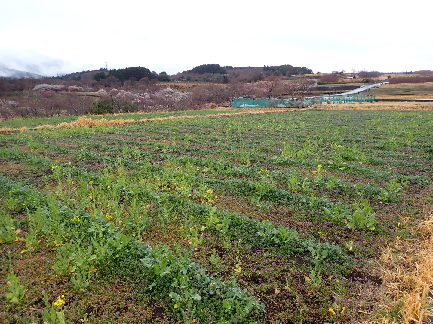 菜の花令和4年3月22日