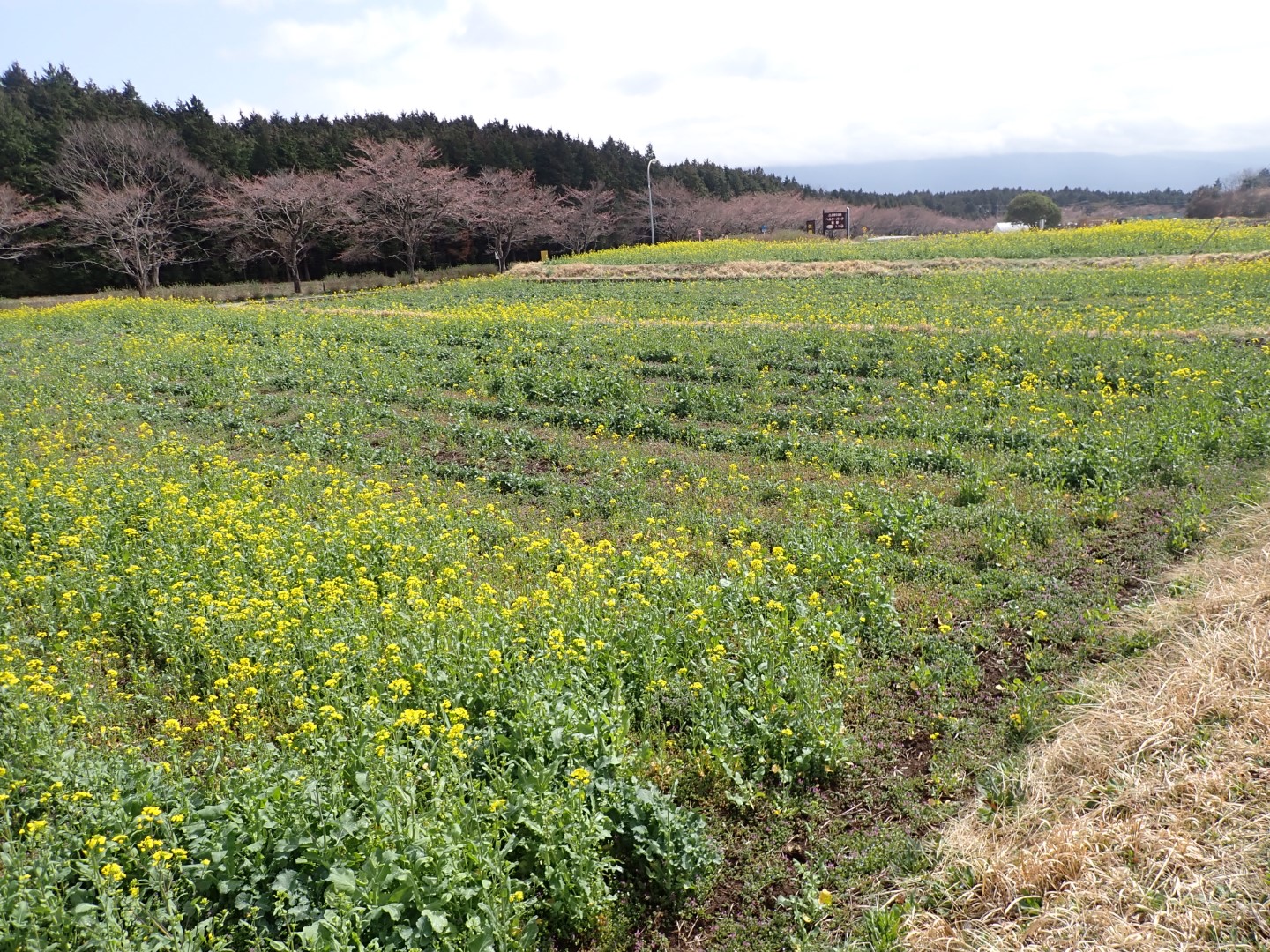 菜の花令和4年3月30日-1