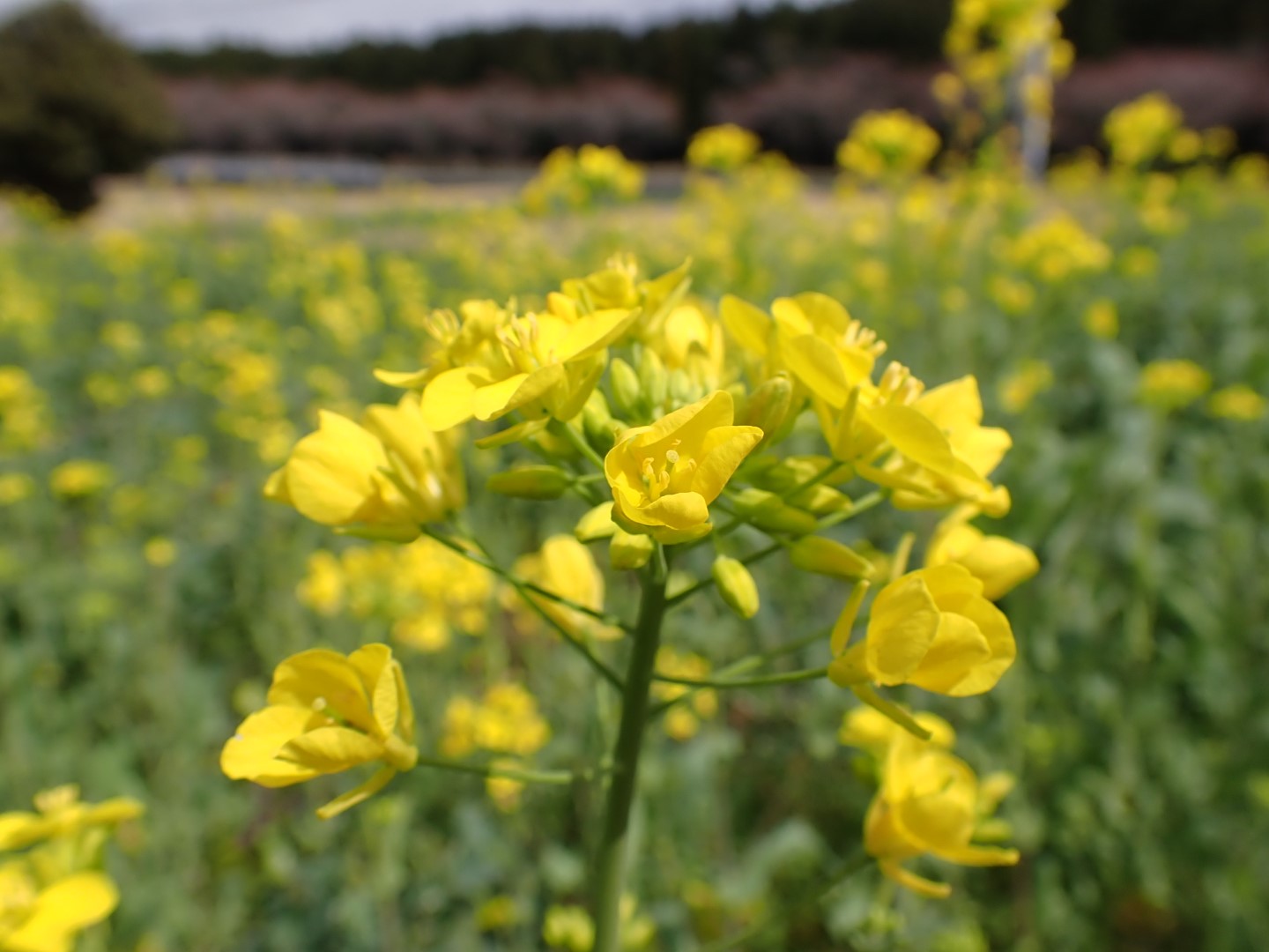 菜の花令和4年3月30日-2