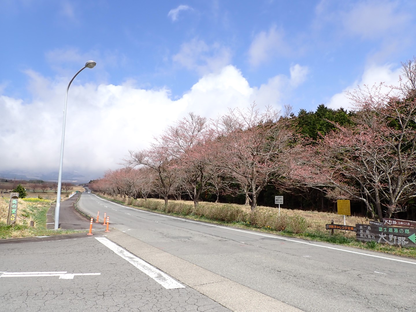 桜令和4年3月30日-1