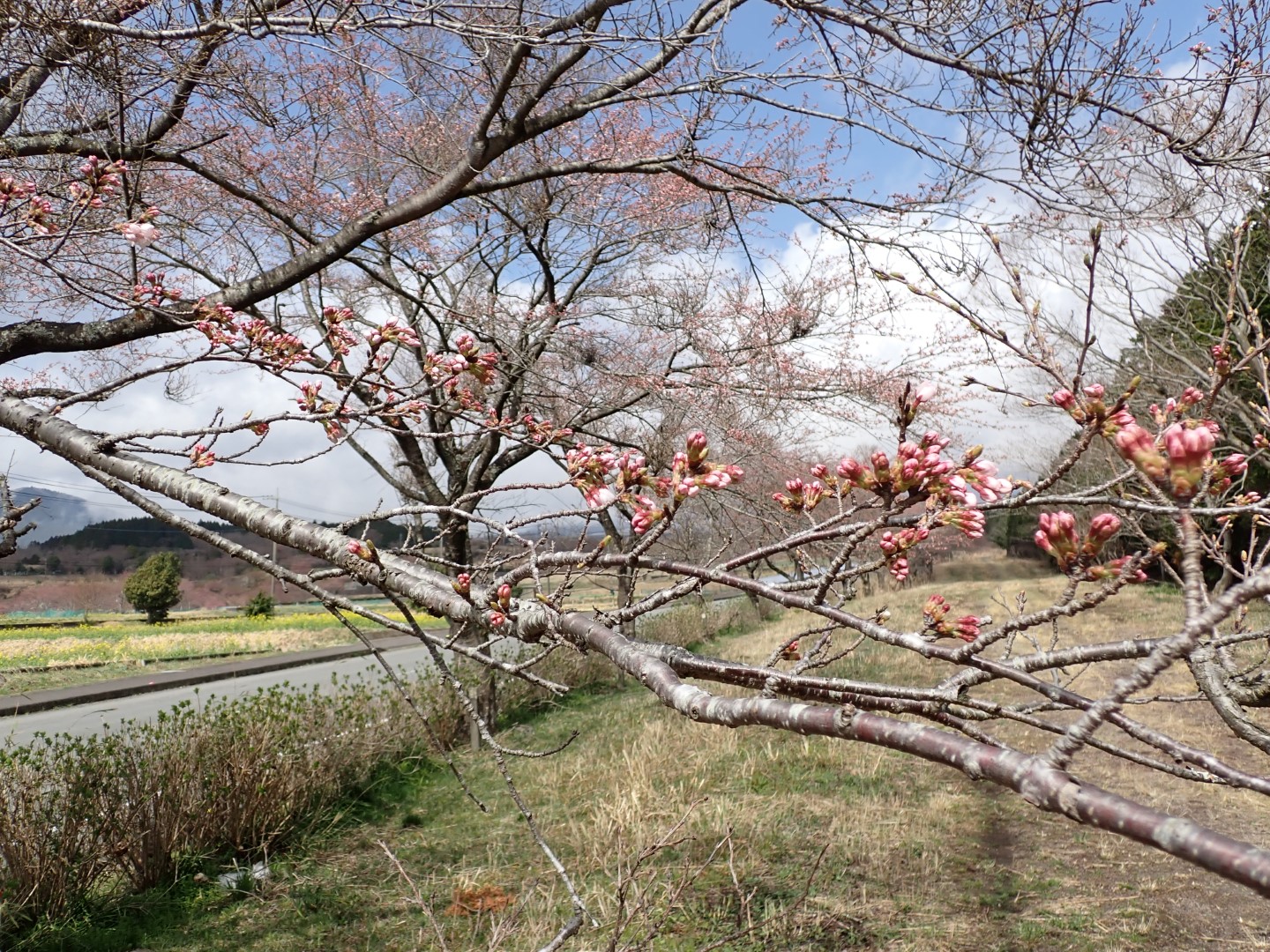 桜令和4年3月30日-2