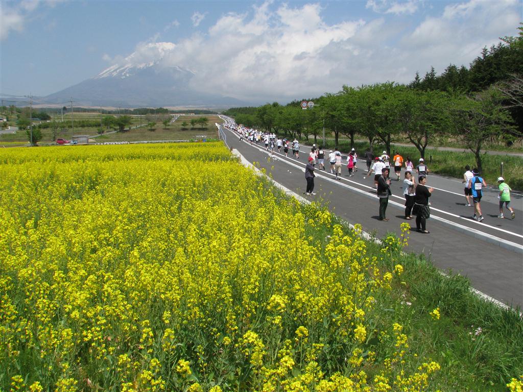 菜の花畑と富士裾野高原マラソン
