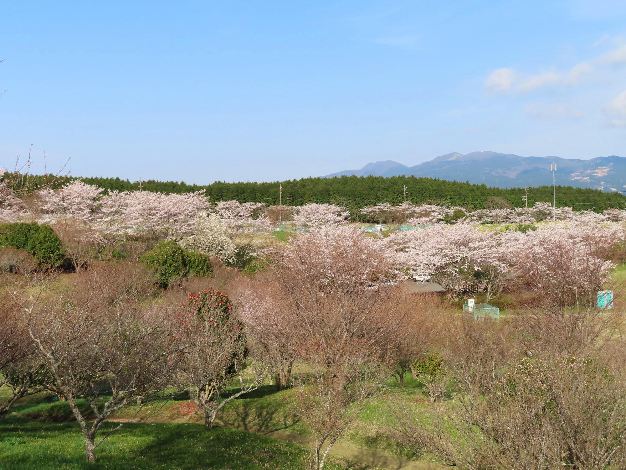 梅の里