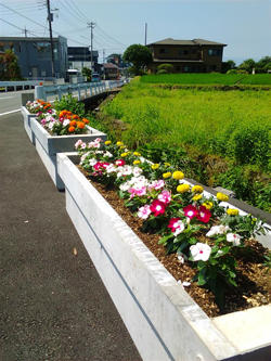 U字構を花壇にして花を植えた写真