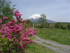 富士山と愛鷹ツツジの写真