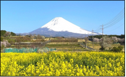 菜の花畑