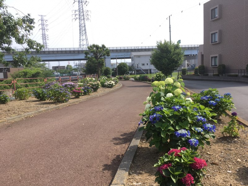 大場川遊歩道クリーンチーム2