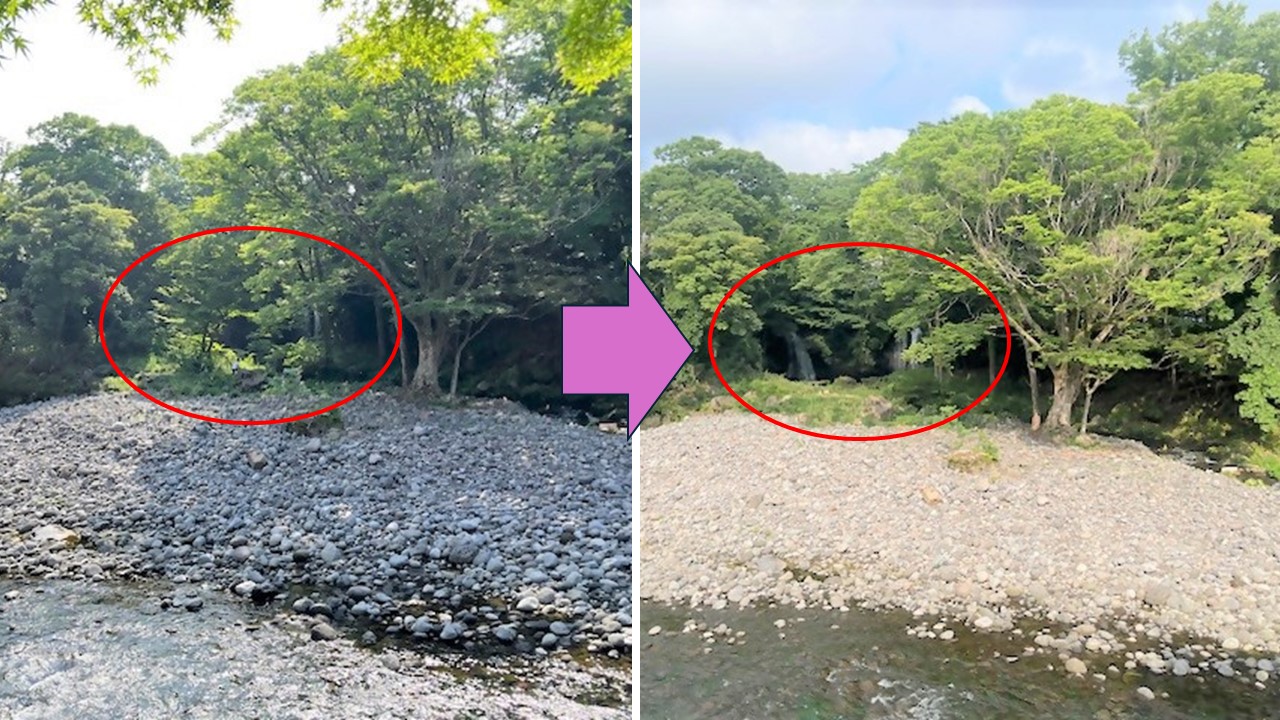県による支障木の伐採