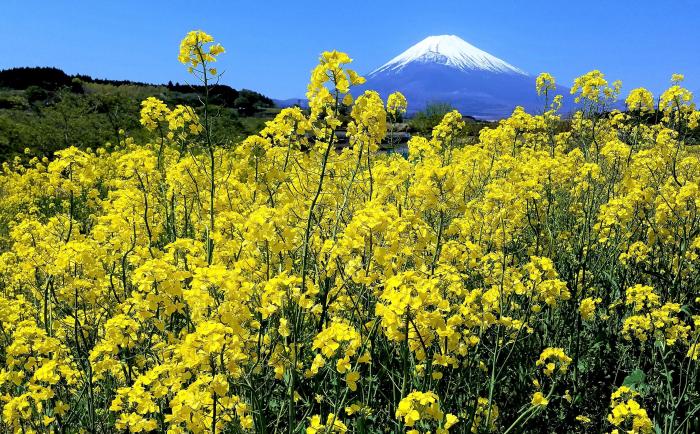 菜の花に囲まれて