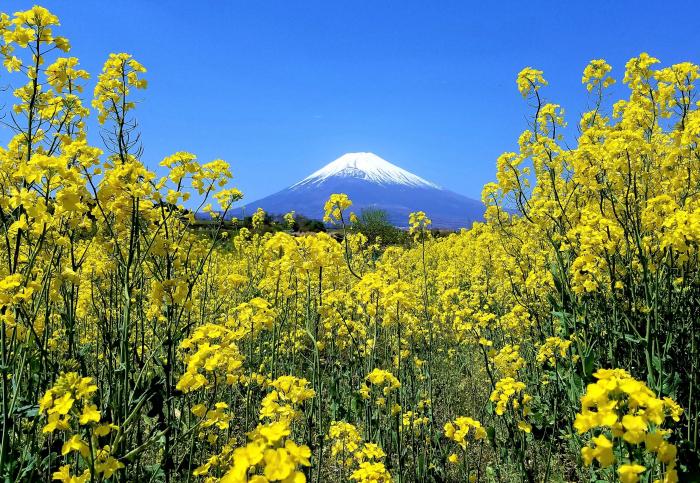 菜の花に囲まれて