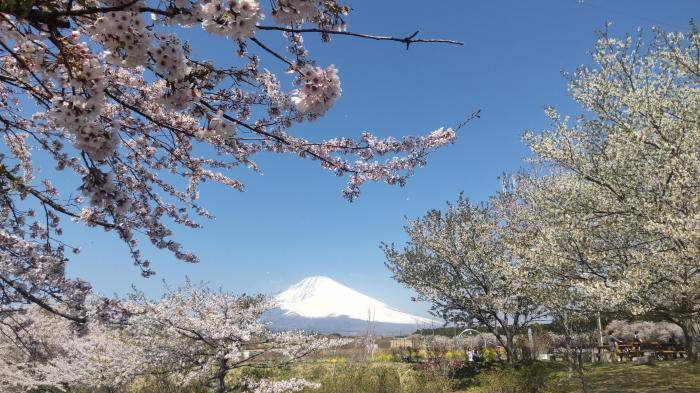 富士山と桜