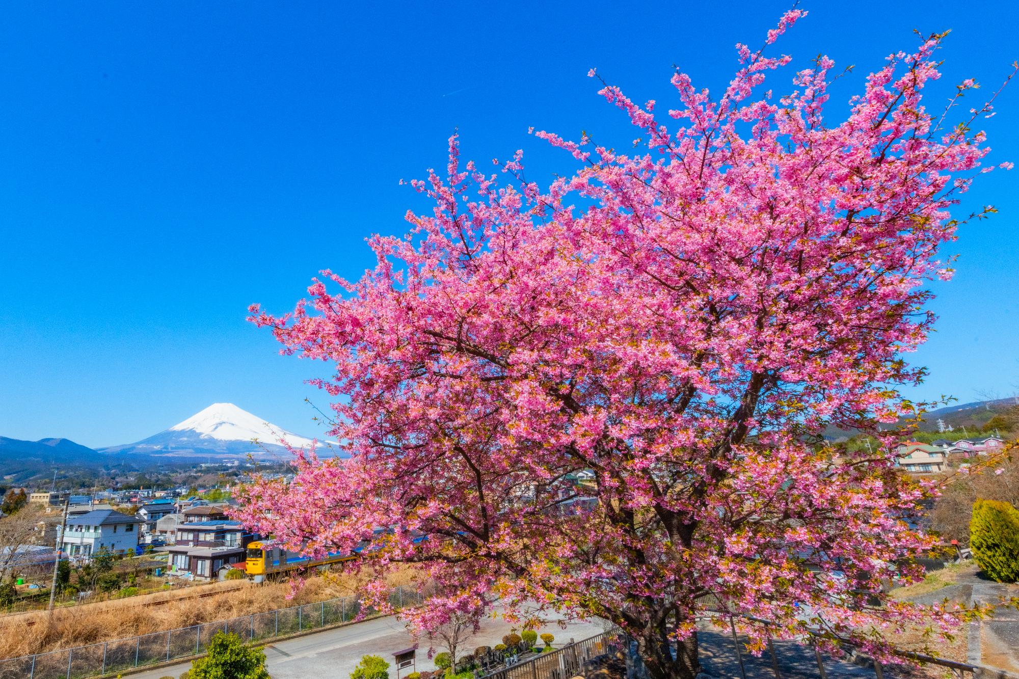2月 「河津桜と富士山」能澤昌弘