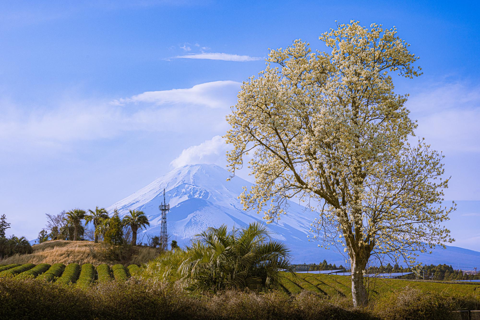 3月「はくもくれんと富士山」斉藤香織