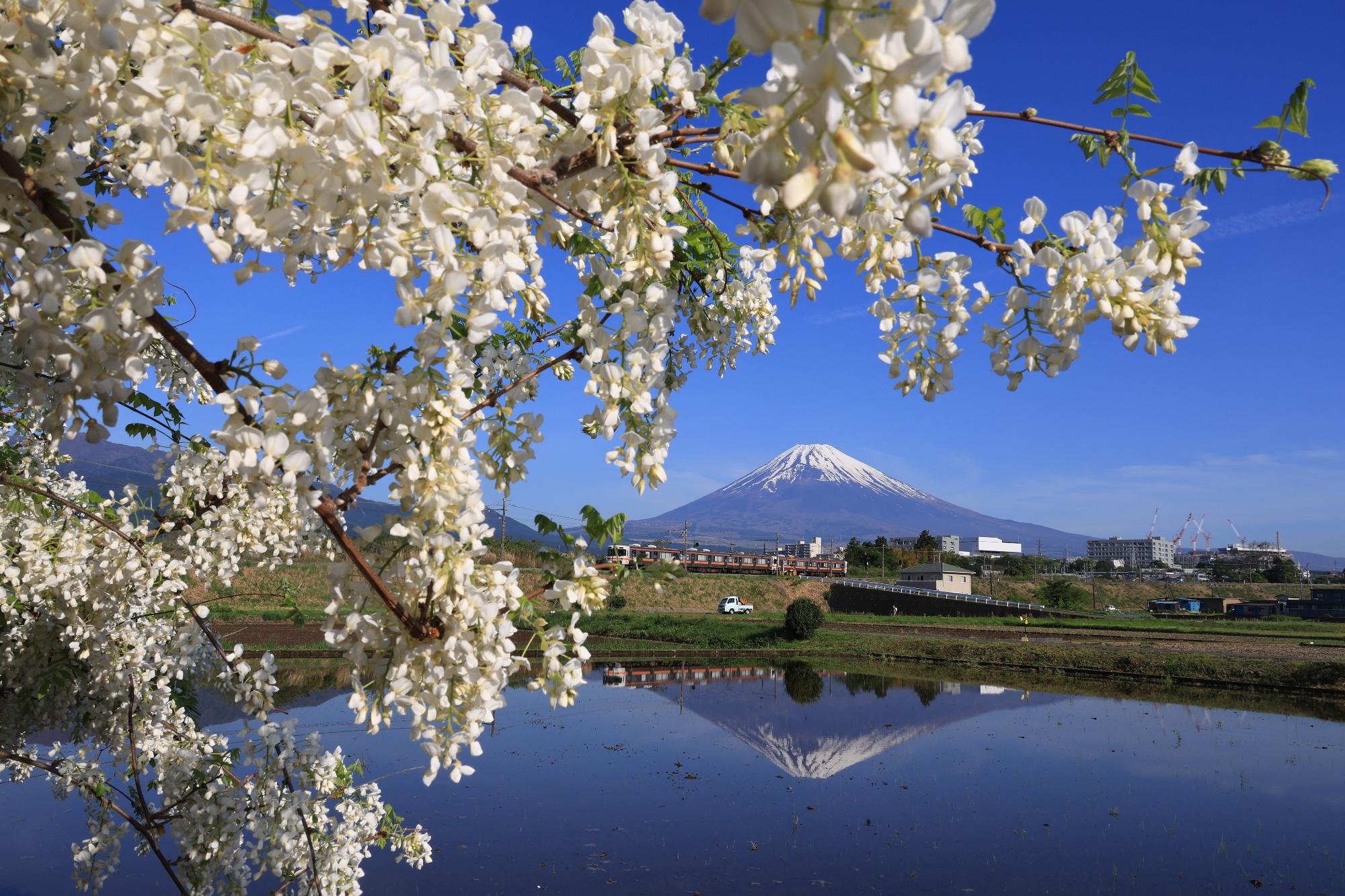 4月「白藤と富士」原久子