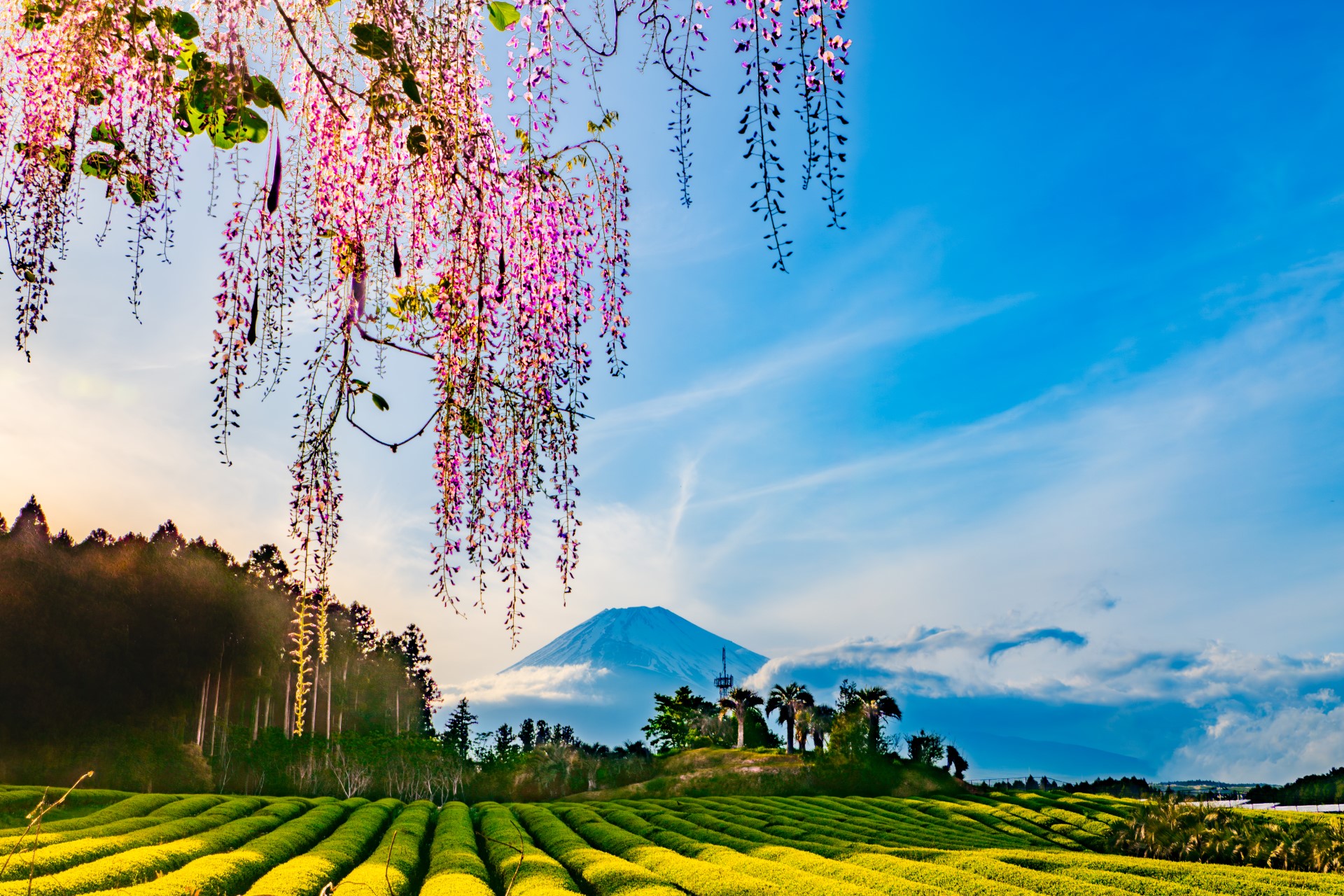 藤の花と富士山