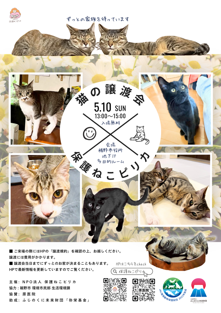 保護ねこピリカの譲渡会チラシ