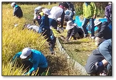 向田小学校5年生の米作り