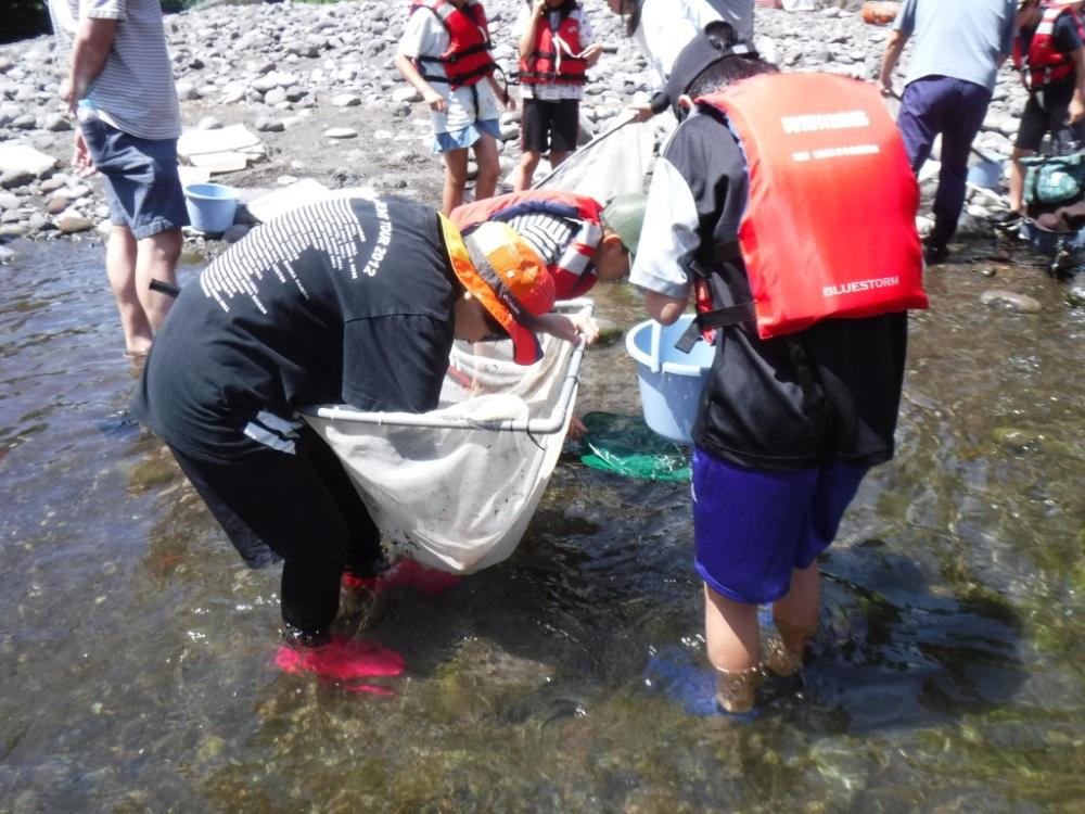 親子水生生物観察会の写真