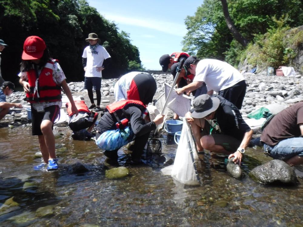 親子水生生物観察会の写真