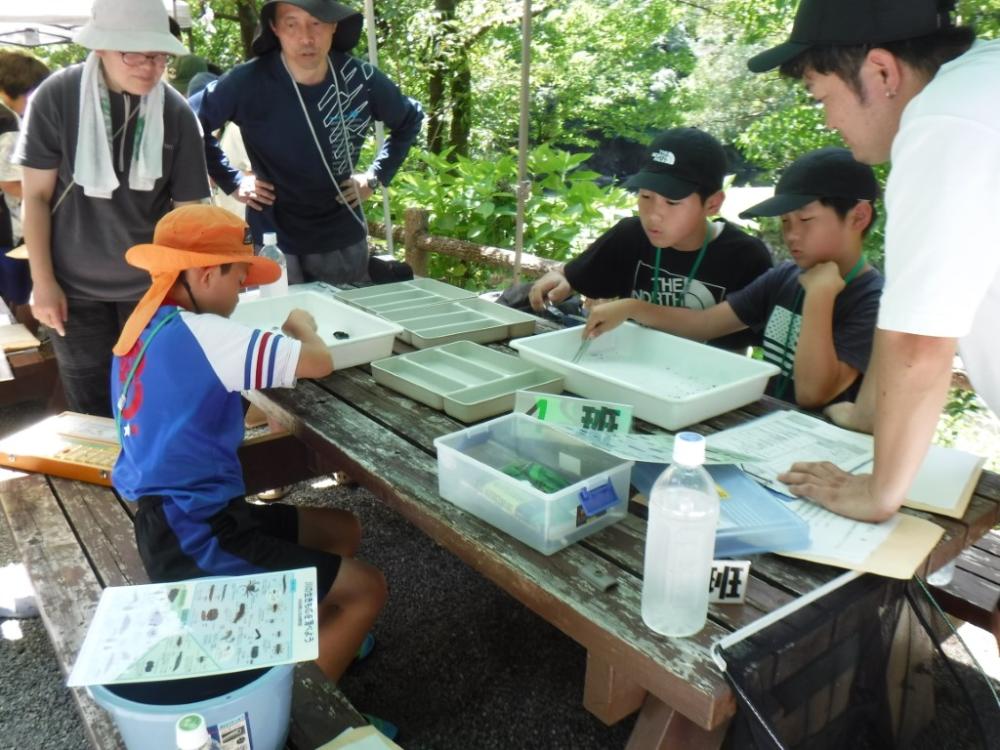 親子水生生物観察会の写真
