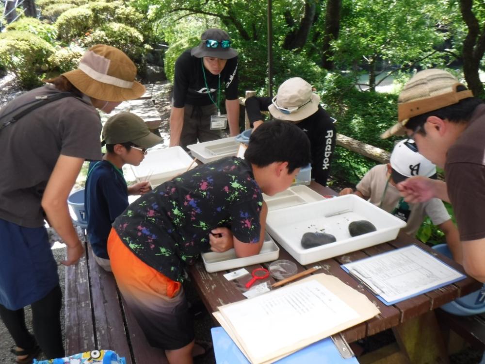 親子水生生物観察会の写真