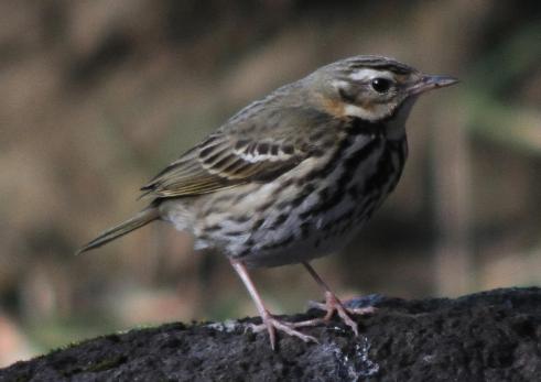 ビンズイの写真