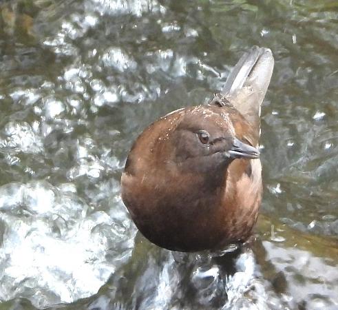 カワガラスの写真