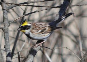 ミヤマホオジロ