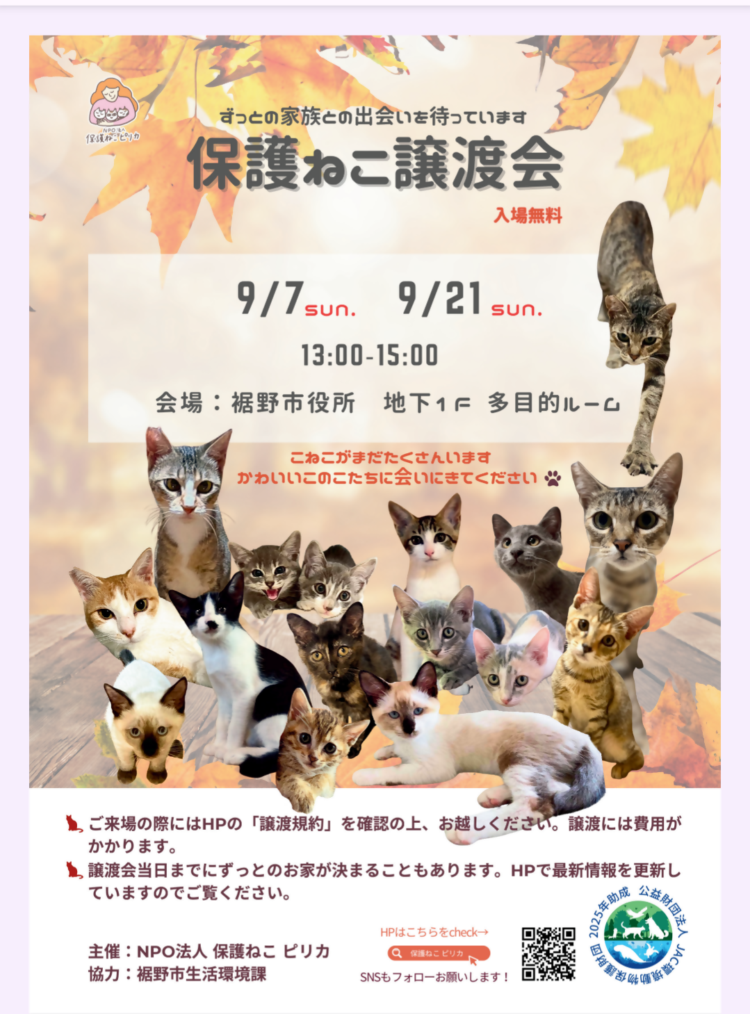 保護ねこ譲渡会