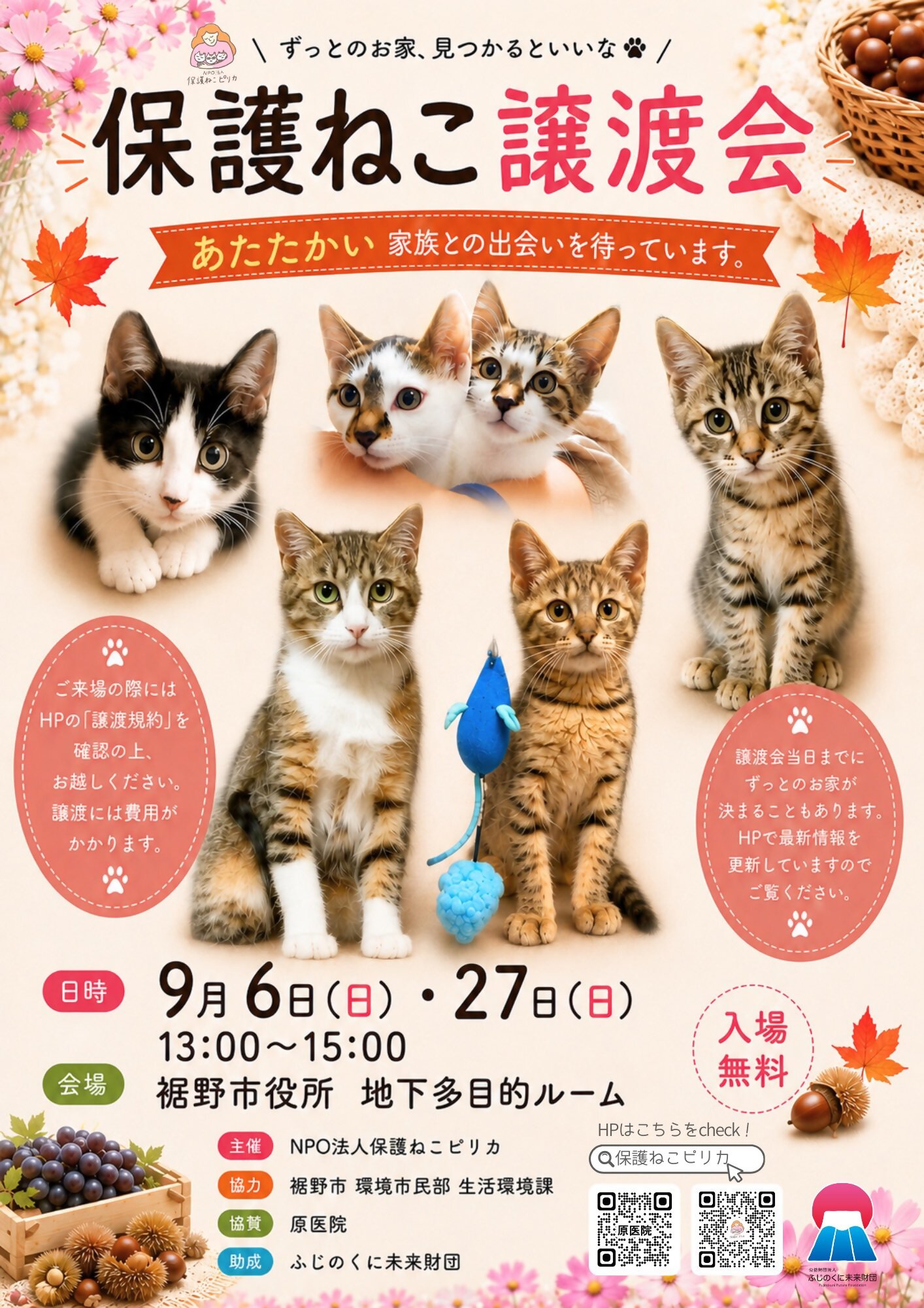 保護ねこピリカの譲渡会チラシ