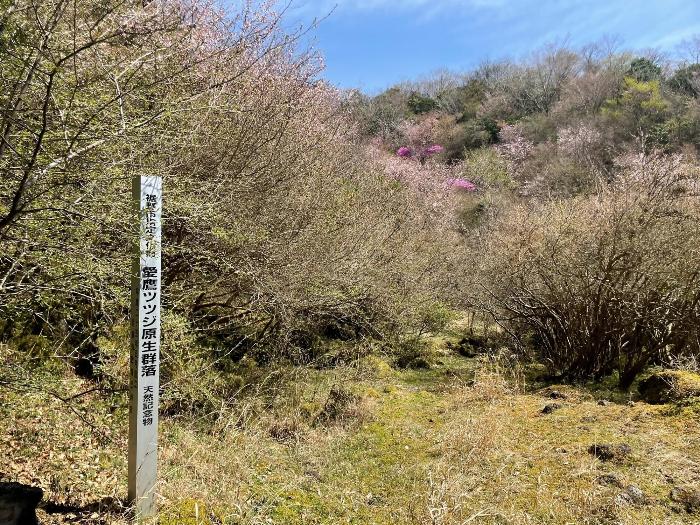 （アシタカツツジ原生群落）アシタカツツジ4月17日時点