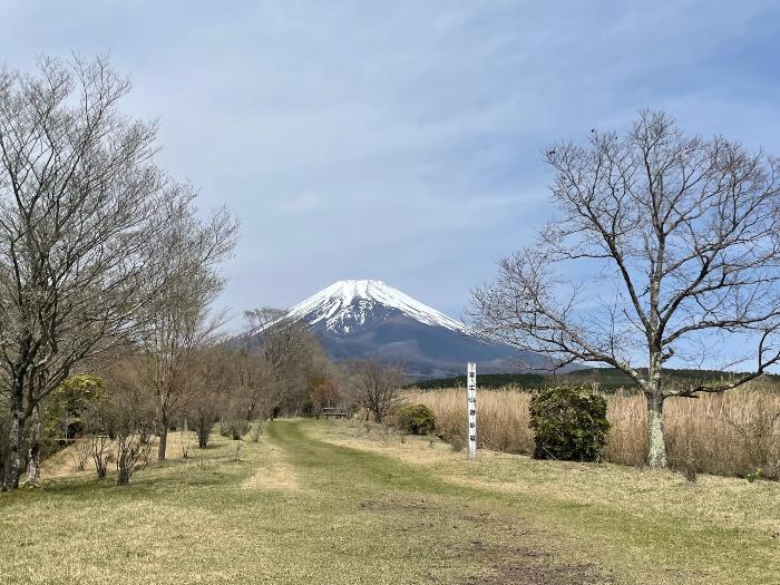 （富士山遊歩道）アシタカツツジ4月17日時点