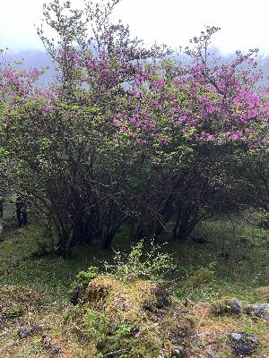 （アシタカツツジ原生群落2）アシタカツツジ5月8日時点