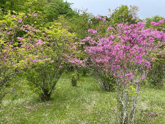 （富士山遊歩道）アシタカツツジ5月8日時点
