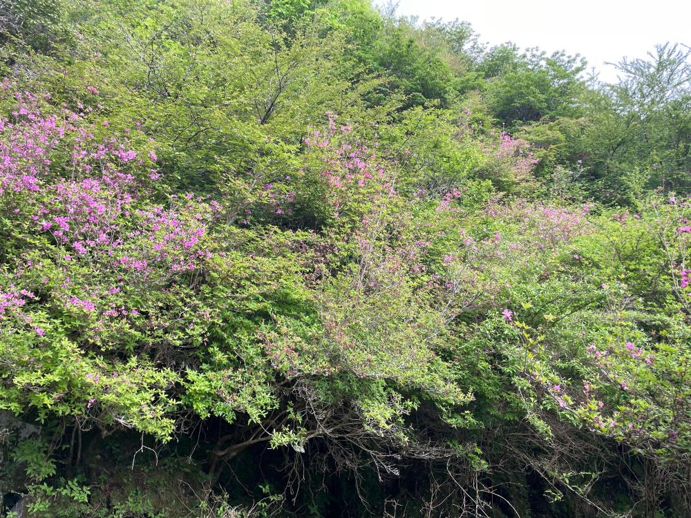 （アシタカツツジ原生群落）アシタカツツジ5月15日時点