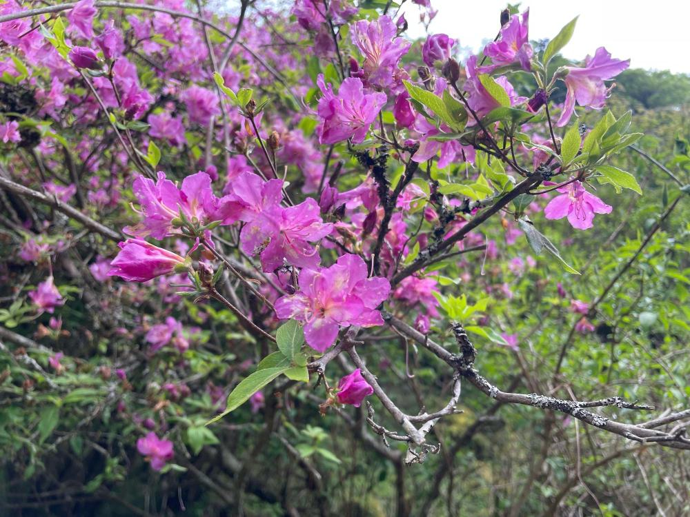（アシタカツツジ原生群落）アシタカツツジ5月15日時点