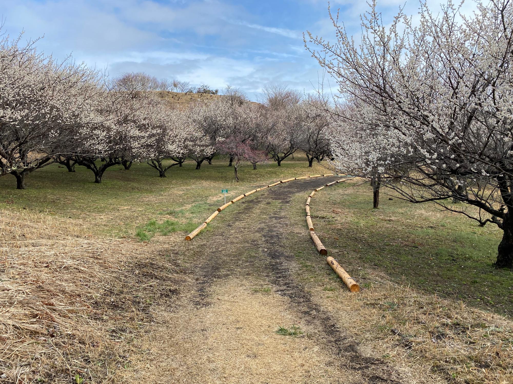 梅の里遊歩道・クロスカントリーコース