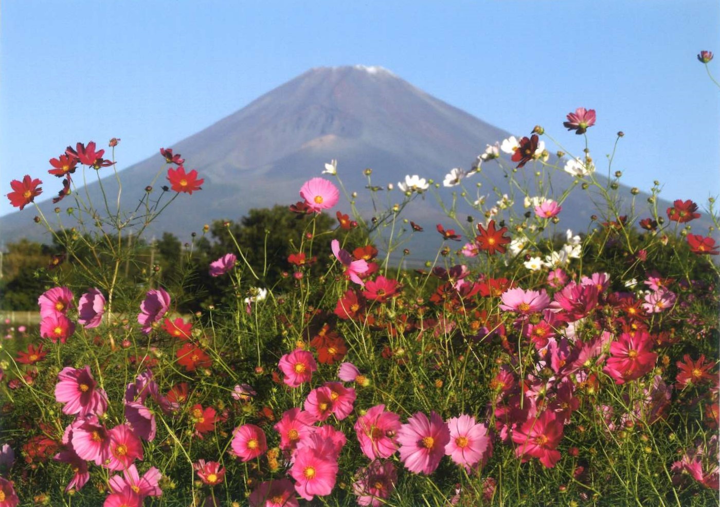 15.「コスモスの咲く頃」入山 育夫